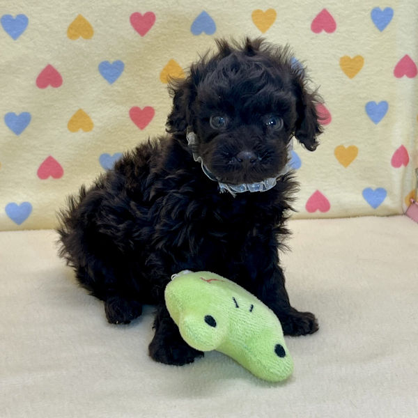 トイ・プードル - 画像 (2)