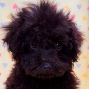 トイ・プードル