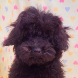 トイ・プードル