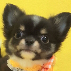 チワワ (ロングコート)