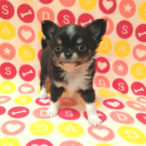 Alternative view of チワワ (ロングコート)