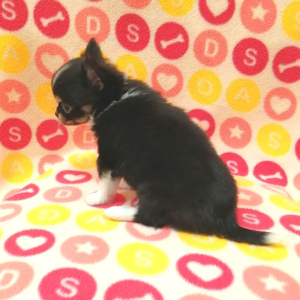 チワワ (ロングコート) - 画像 (3)