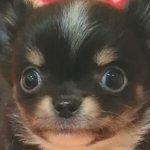 チワワ (ロングコート)