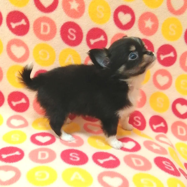 チワワ (ロングコート) - 画像 (4)