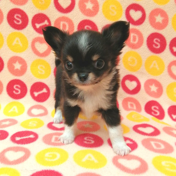 チワワ (ロングコート) - 画像 (5)