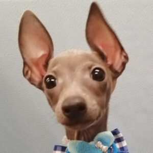 イタリアン・グレーハウンド