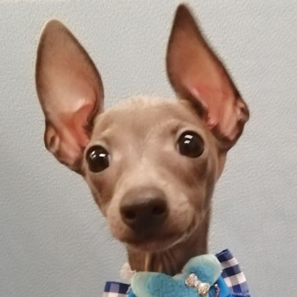 イタリアン・グレーハウンド