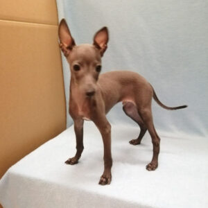 Alternative view of イタリアン・グレーハウンド