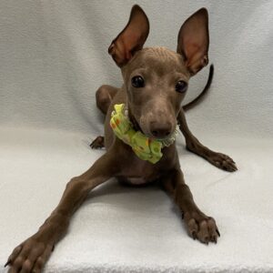 Alternative view of イタリアン・グレーハウンド