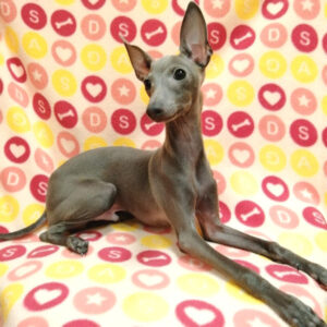 Alternative view of イタリアン・グレーハウンド