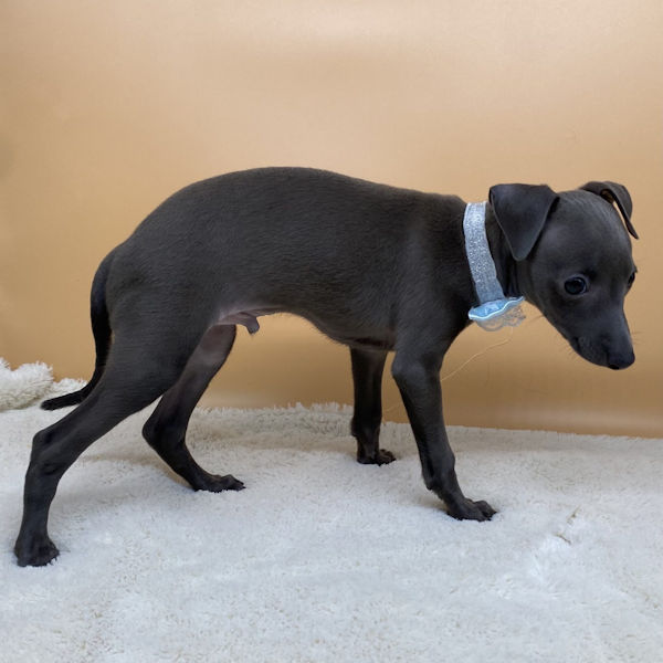 イタリアン・グレーハウンド - 画像 (3)