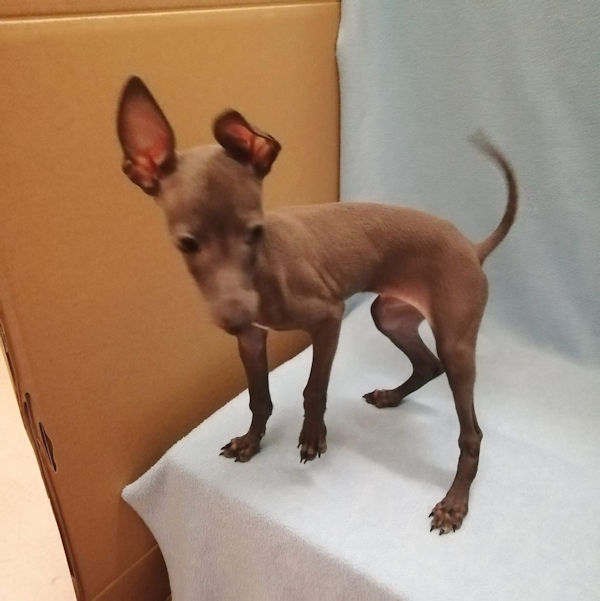 イタリアン・グレーハウンド - 画像 (3)