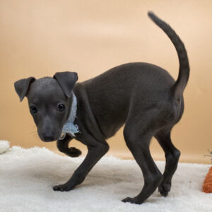 Alternative view of イタリアン・グレーハウンド