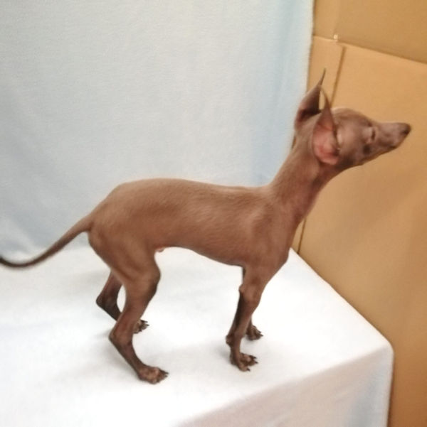 イタリアン・グレーハウンド - 画像 (4)