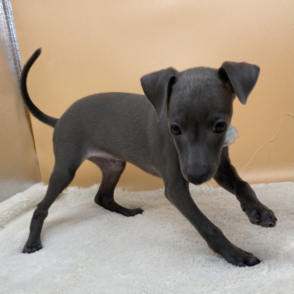 イタリアン・グレーハウンド - 画像 (4)