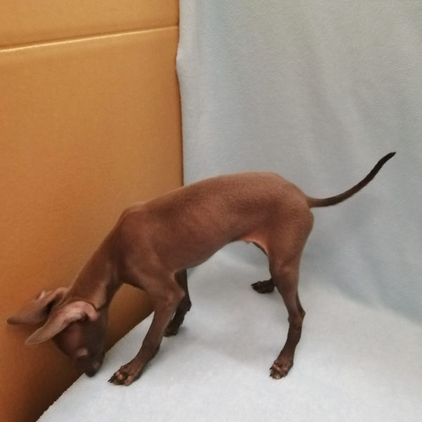 イタリアン・グレーハウンド - 画像 (5)