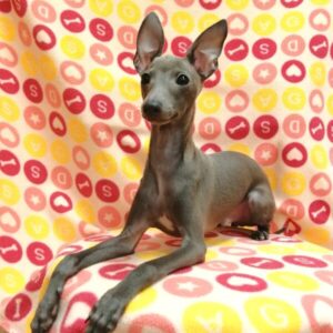 Alternative view of イタリアン・グレーハウンド