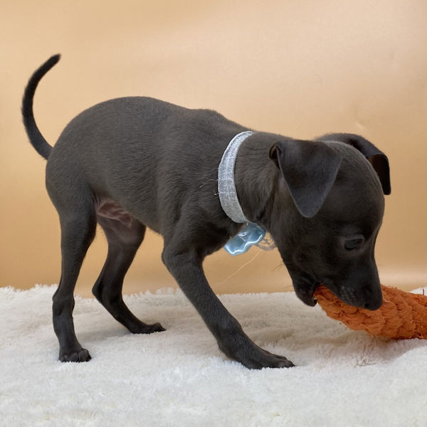 イタリアン・グレーハウンド - 画像 (5)