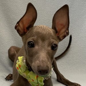 イタリアン・グレーハウンド