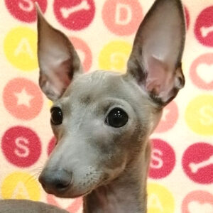 イタリアン・グレーハウンド