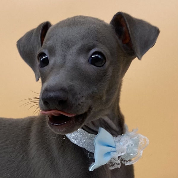 イタリアン・グレーハウンド