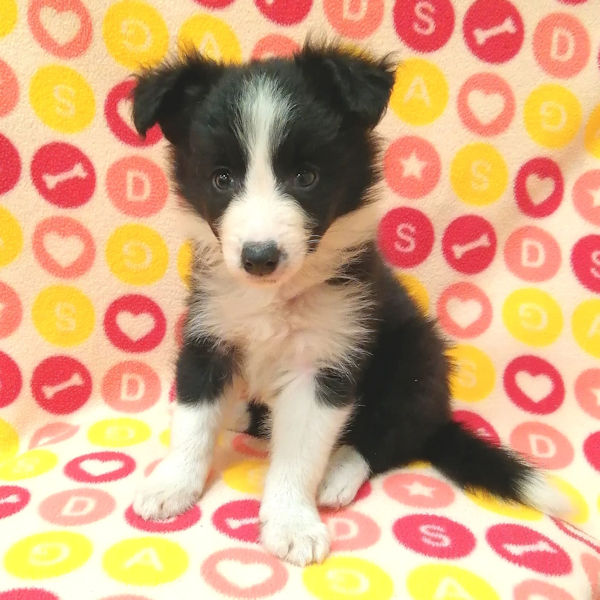 ボーダー・コリー - 画像 (2)