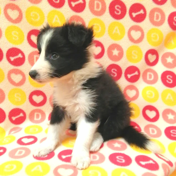 ボーダー・コリー - 画像 (3)