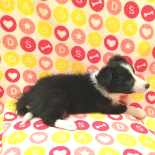 ボーダー・コリー - 画像 (4)