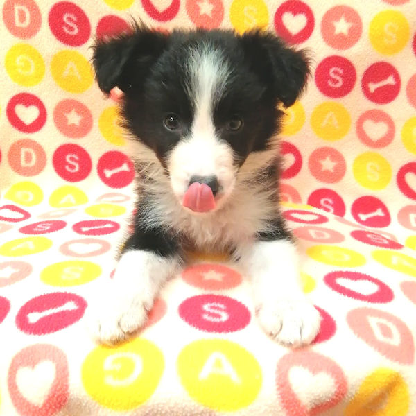 ボーダー・コリー - 画像 (5)