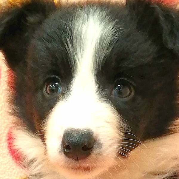 ボーダー・コリー