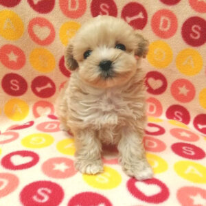 Alternative view of ミックス犬