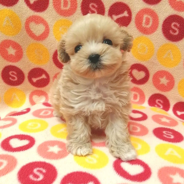 ミックス犬 - 画像 (2)