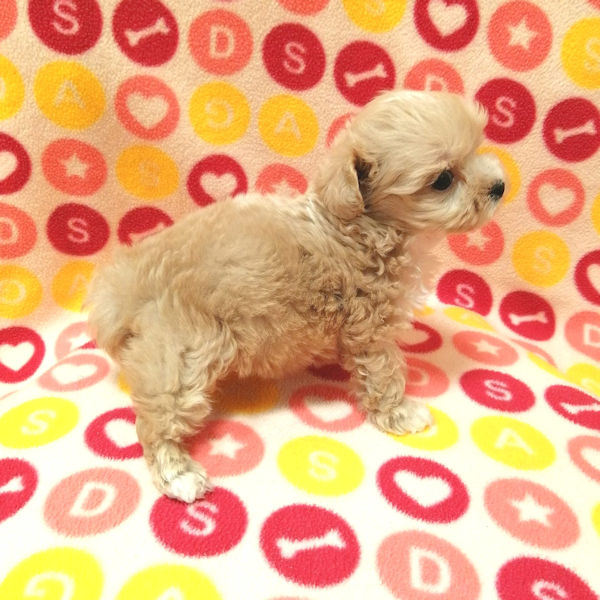 ミックス犬 - 画像 (3)