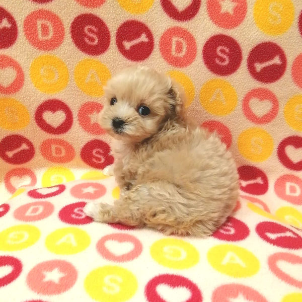 ミックス犬 - 画像 (4)