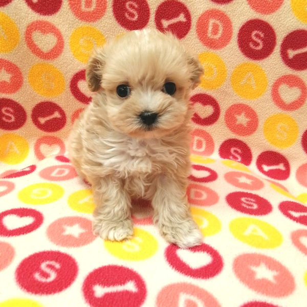 ミックス犬 - 画像 (5)