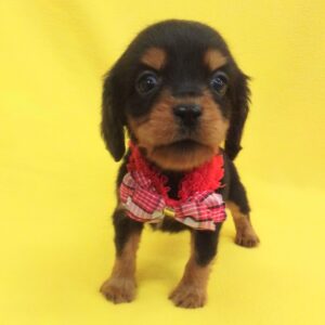 Alternative view of ミックス犬