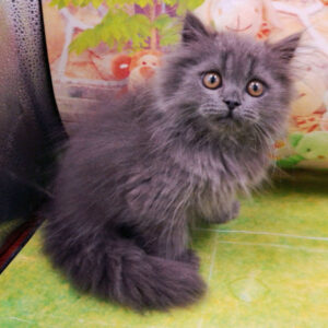 Alternative view of ブリティッシュ・ロングヘアー