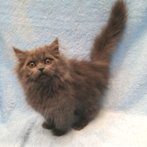 Alternative view of ブリティッシュ・ロングヘアー