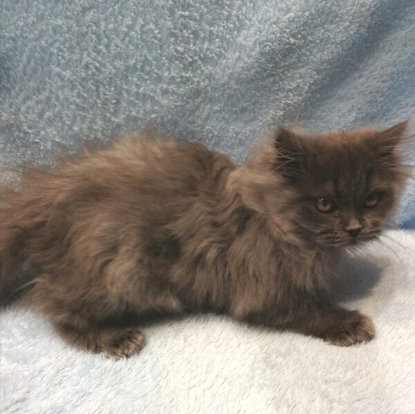 ブリティッシュ・ロングヘアー - 画像 (5)