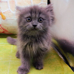 Alternative view of ブリティッシュ・ロングヘアー