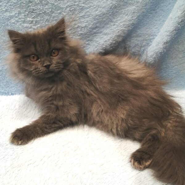 ブリティッシュ・ロングヘアー - 画像 (4)