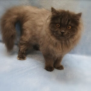 Alternative view of ブリティッシュ・ロングヘアー