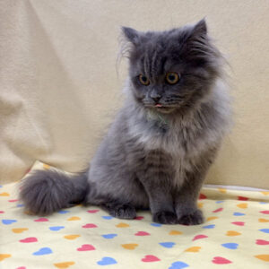 Alternative view of ブリティッシュ・ロングヘアー