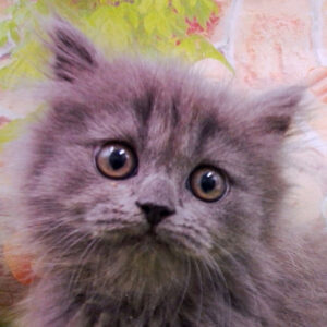 ブリティッシュ・ロングヘアー