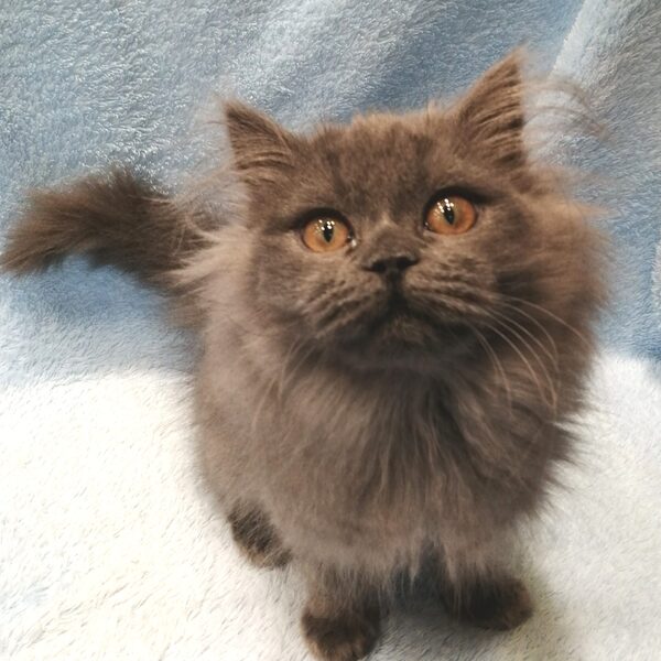 ブリティッシュ・ロングヘアー - 画像 (3)