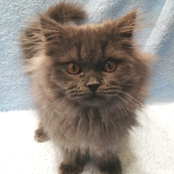 ブリティッシュ・ロングヘアー - 画像 (2)