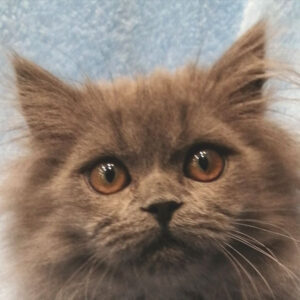 ブリティッシュ・ロングヘアー