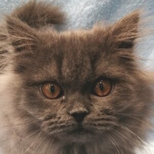 ブリティッシュ・ロングヘアー