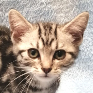 アメリカン・ショートヘアー