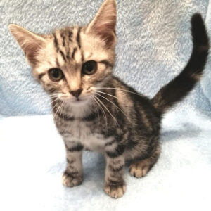 Alternative view of アメリカン・ショートヘアー